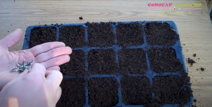 Gieo hạt hoa vạn thọ thái lùn vào vỉ ươm