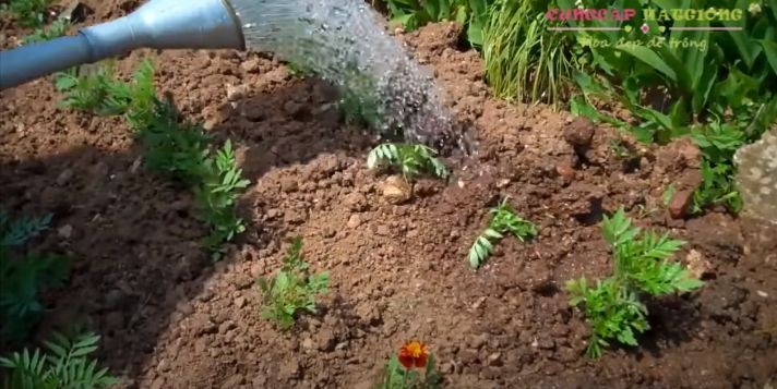 Tưới nước cho cây hoa vạn thọ thái lùn con