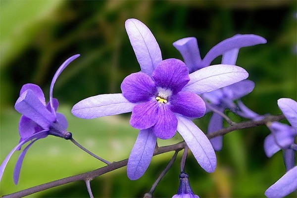 Lá cây hoa Mai xanh có vân và thân leo sần sùi
