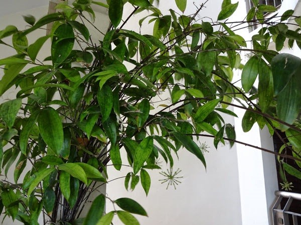 Chậu cây Trúc Nhật mang lại may mắn trong phong thủy