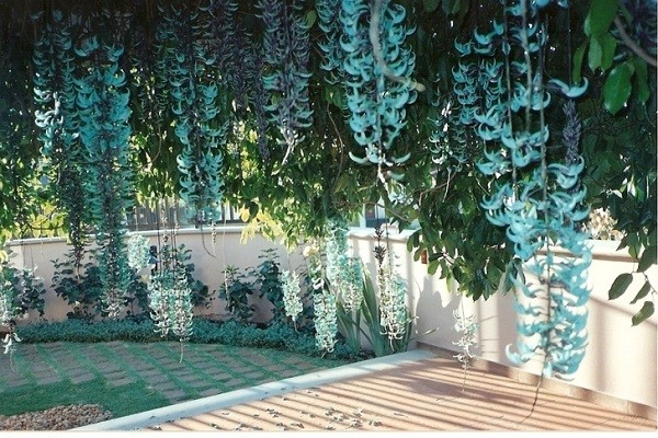 Chăm sóc hoa móng cọp tươi tốt với độ ẩm phù hợp