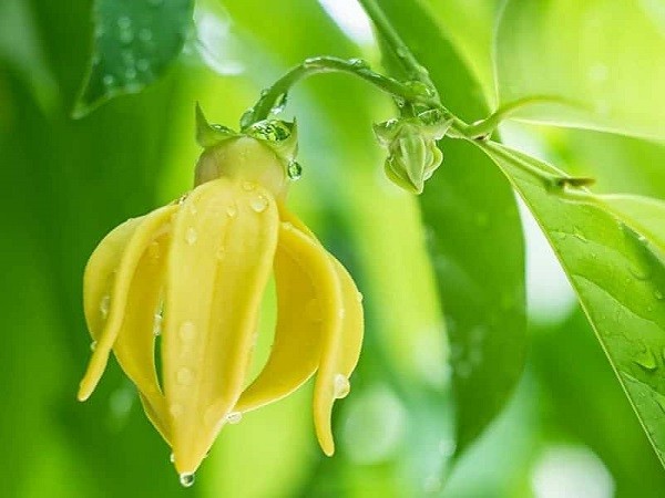 Hình ảnh hoa Móng Rồng vàng nở rộ
