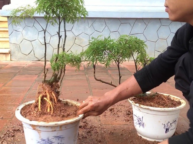 Cây đinh lăng trong chậu giúp tích tụ vượng khí theo quan niệm phong thủy