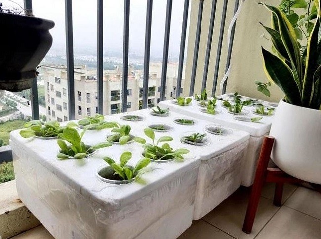 Rễ cây phát triển trong kỹ thuật trồng rau thủy canh