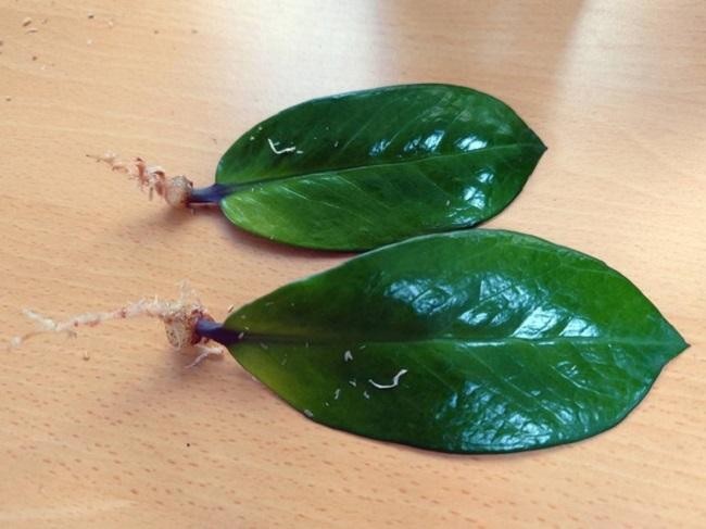 Lá cây kim tiền khỏe mạnh được lựa chọn để giâm