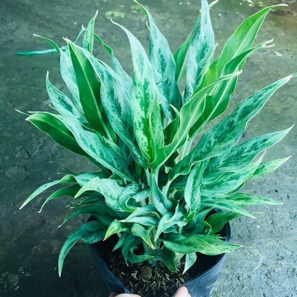 Cây giữ tiền (lan tuyết) trong chậu cảnh dùng trang trí nội thất