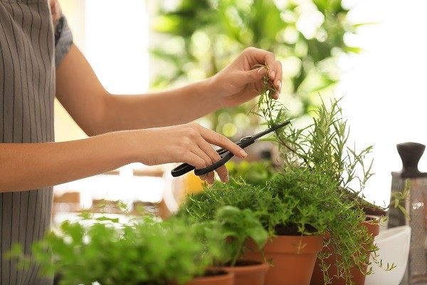 Thường xuyên cắt tỉa và kiểm tra cây hương thảo để phòng bệnh