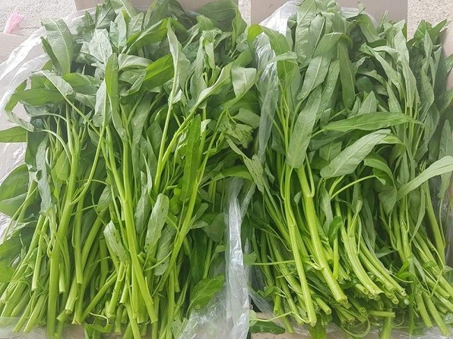 Cây rau muống non sau khi áp dụng cách trồng rau muống tại nhà