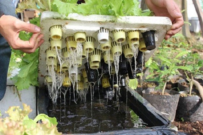 Thu hoạch rau sạch từ phương pháp trồng rau thủy canh tại nhà