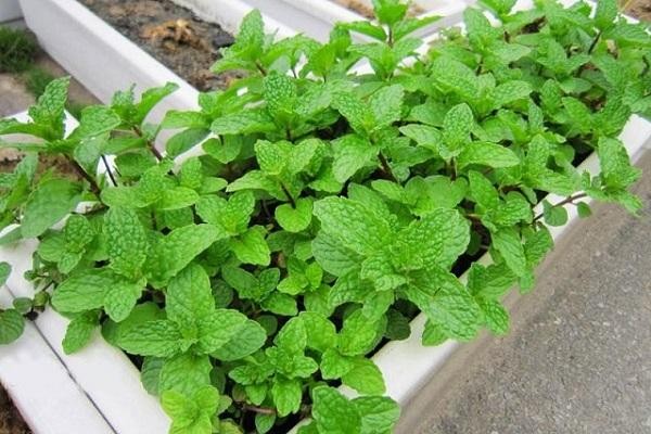 Cây Bạc Hà có tác dụng gì? Cách trồng và chăm sóc đơn giản tại nhà - 2
