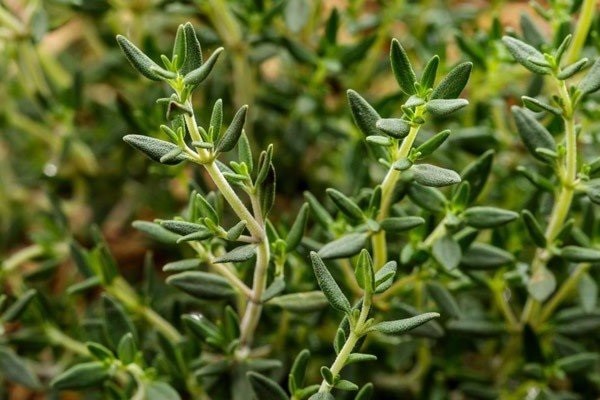Hình ảnh tổng quan về cây hương thảo