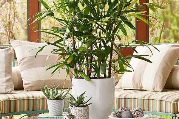 Cây Trúc Mây trong nhà mang ý nghĩa phong thủy