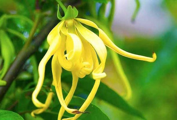 Hoa Móng Rồng vàng trên cành