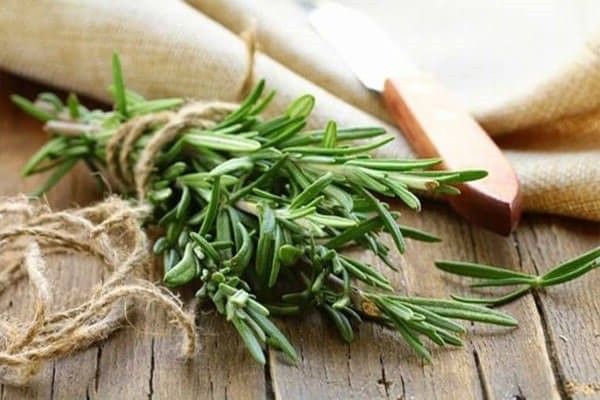 Cây hương thảo có nhiều màu hoa khác nhau và đa dạng công dụng