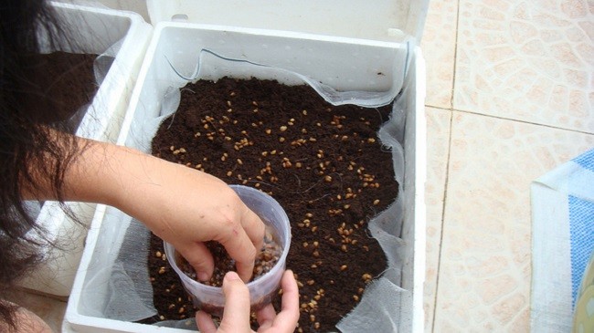 Trồng rau muống tại nhà theo cách đơn giản