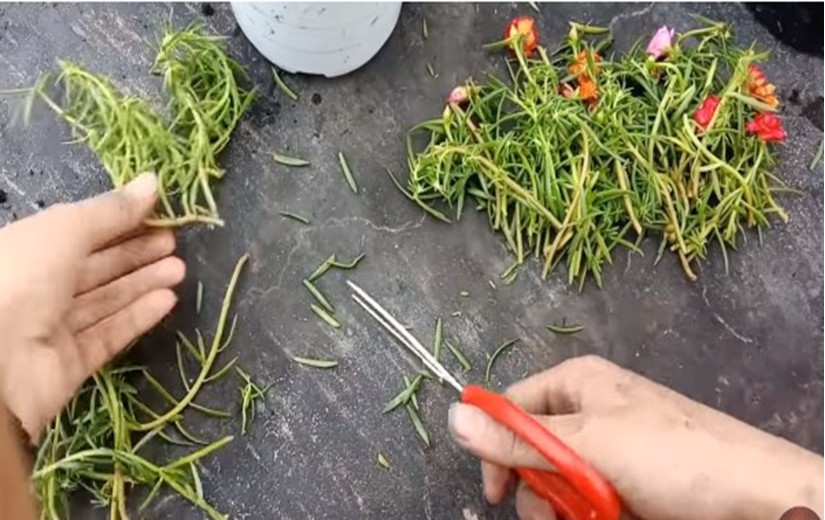 Các giống hoa mười giờ phổ biến để giâm cành