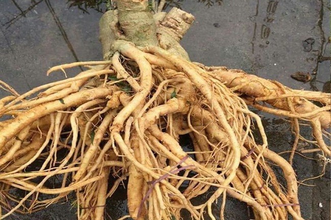 Thu hoạch lá đinh lăng làm rau hoặc dược liệu