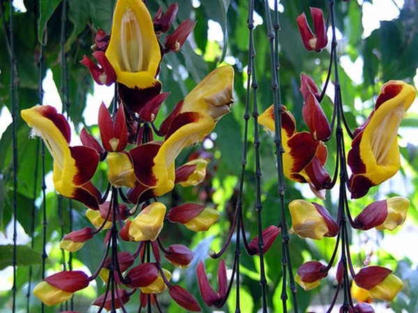 Hoa móng cọp vàng hình hài độc đáo (hay còn gọi Thiên hài)