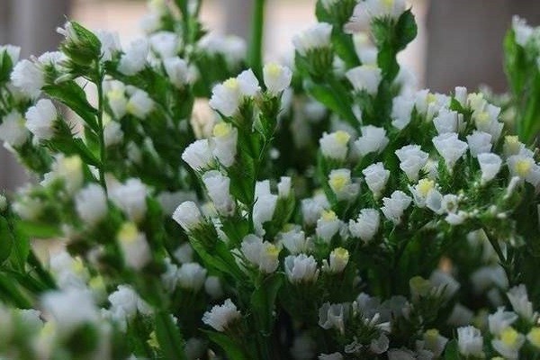 Hoa Salem thường được dùng để trang trí nhà cửa hoặc làm hoa bó