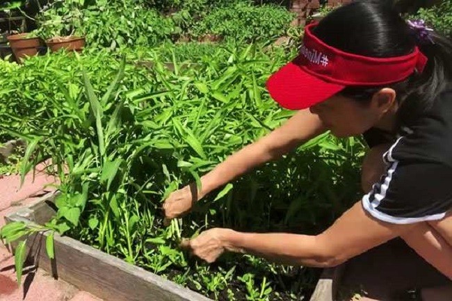 Lá rau muống xanh tốt nhờ chăm sóc đúng cách trồng rau muống