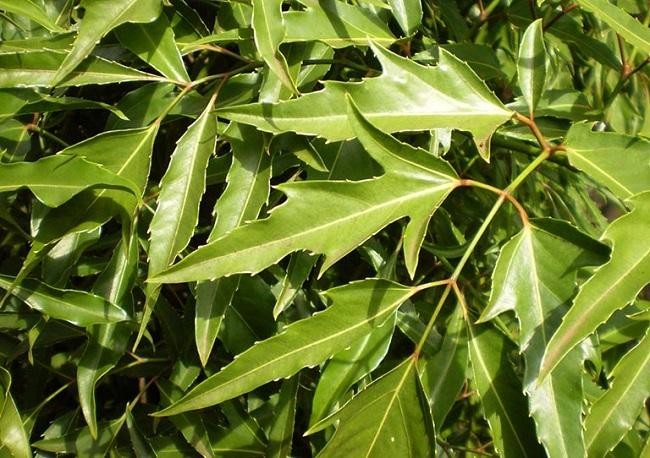 Cây đinh lăng có nhiều công dụng cho sức khỏe, đặc biệt là phần lá và củ