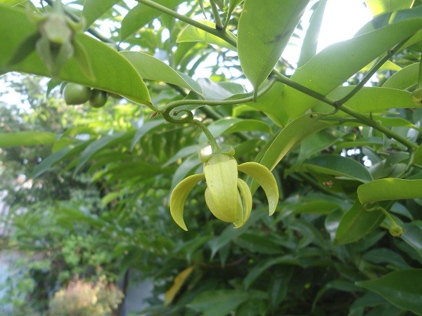 Hoa Móng Rồng xanh lá đặc trưng