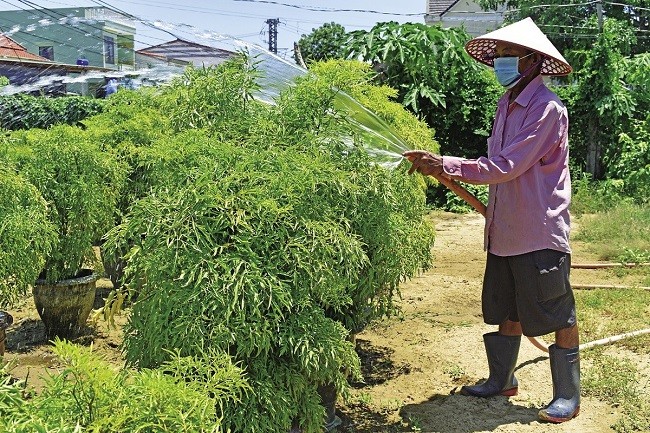 Tưới nước đều đặn nhưng tránh ngập úng cho cây đinh lăng