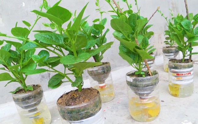 Sắp xếp các hệ thống trồng rau thủy canh từ chai nhựa