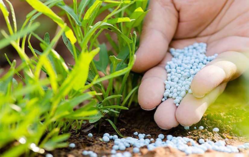Hướng dẫn bón phân hiệu quả trong cách trồng rau muống