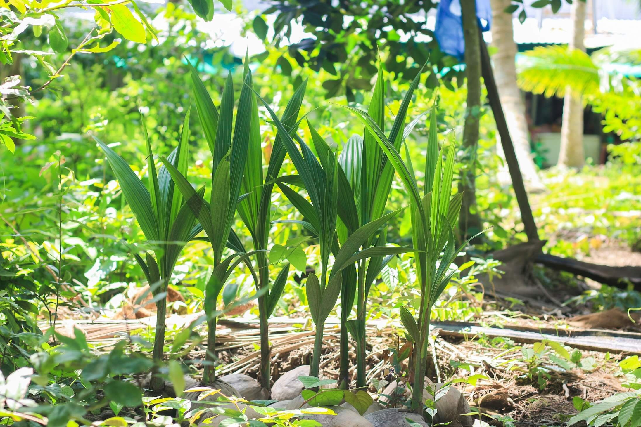 Hình ảnh cây dừa sáp con được ươm giống chuẩn bị trồng