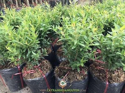 cây lựu bonsai đang ra hoa rực rỡ trong chậu