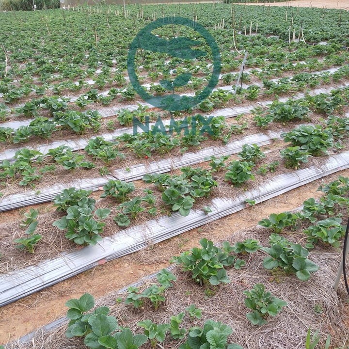 Cây dâu tây con mới trồng trên luống đất, rễ đã được lấp đầy đủ