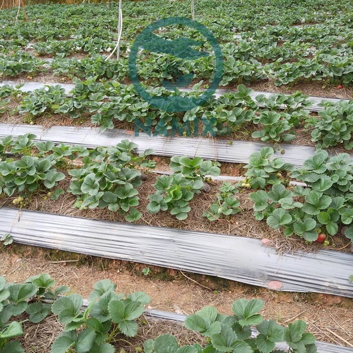 Hình ảnh cây dâu tây đang phát triển trên luống đất ngoài trời