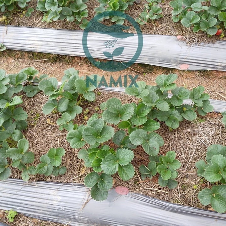 Vườn dâu tây phát triển khỏe mạnh trên nền đất, cho thấy hiệu quả của kỹ thuật trồng