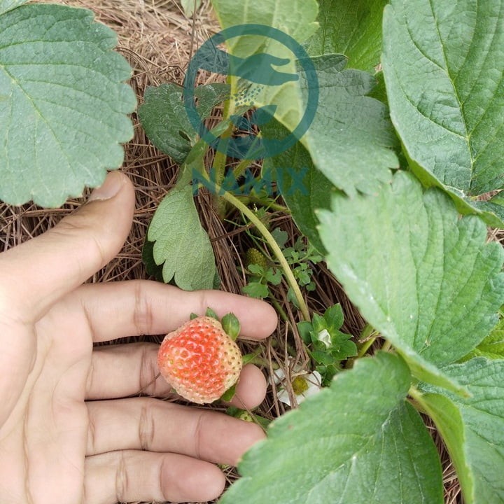 Hệ thống tưới nước cho cây dâu tây trồng trên đất, đảm bảo đủ ẩm