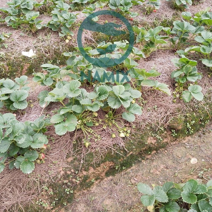 Thân bò (ngó) của cây dâu tây, cần tỉa bỏ nếu không nhân giống