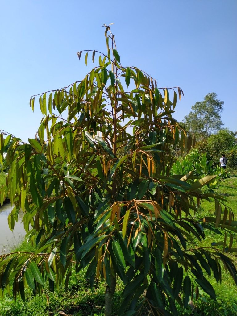 Gốc và thân cây sầu riêng con khỏe mạnh sau 1 năm chăm sóc