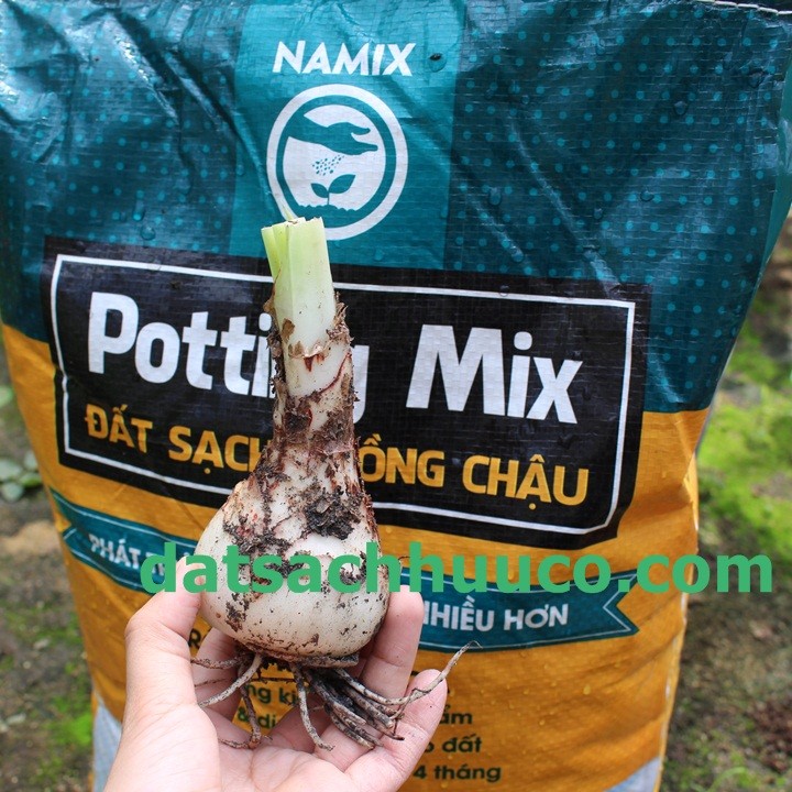 Bóc lớp vỏ khô bên ngoài củ lan huệ trước khi trồng vào đất