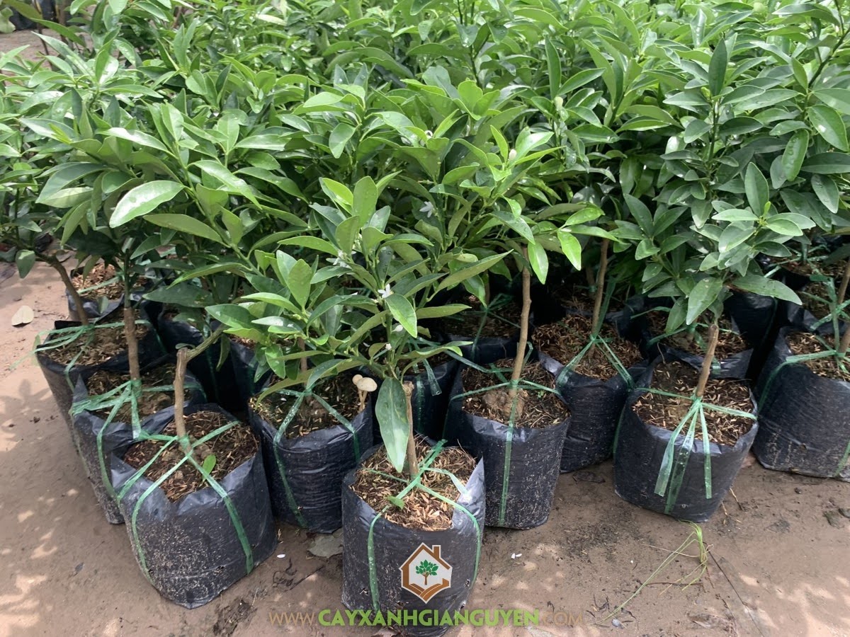 Chọn giống cây tắc thái khỏe mạnh