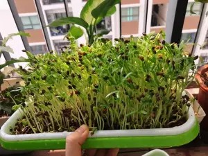 Khay rau mầm xanh tươi trồng trong thùng xốp
