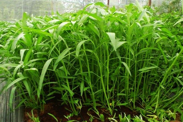 Khó khăn khi trồng rau muống trên đất cát
