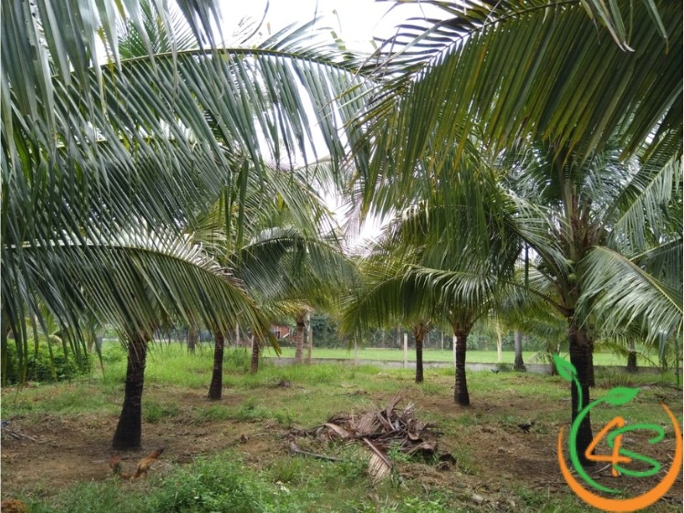 Người nông dân chăm sóc cây dừa con