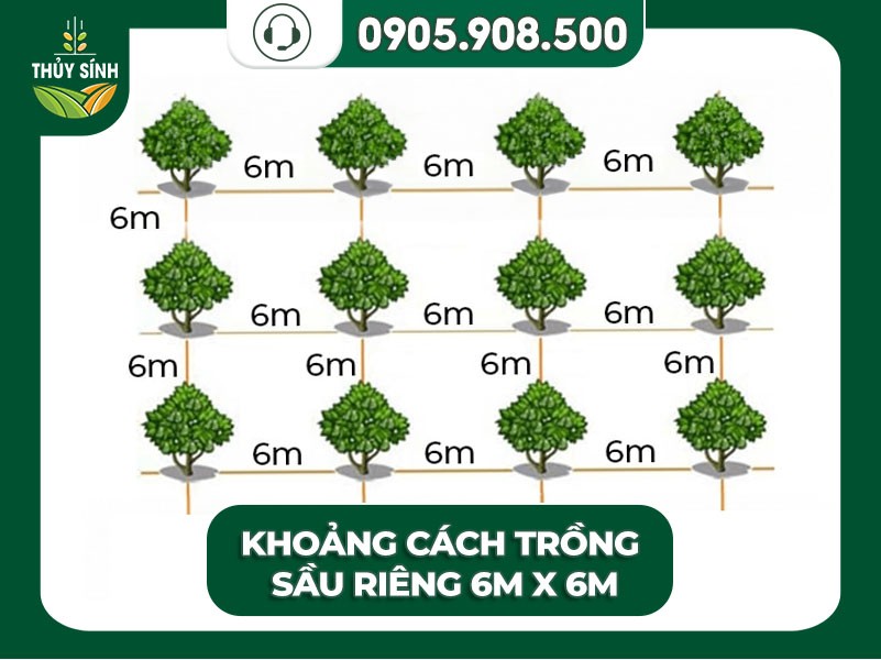 Mô tả khoảng cách trồng sầu riêng 6m x 6m