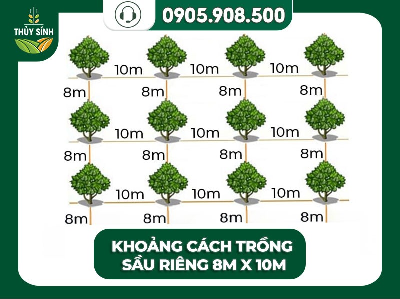 Canh tác sầu riêng lâu dài với khoảng cách 8m x 10m