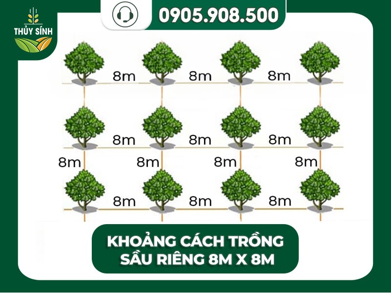 Khoảng cách trồng sầu riêng 8m x 8m phổ biến