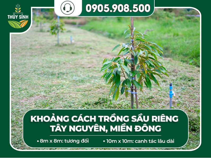Trồng sầu riêng ở Tây Nguyên, miền Đông với khoảng cách tối ưu