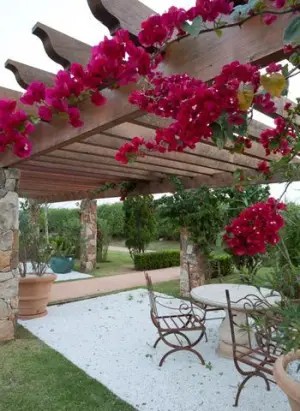 Khu vườn với hoa bougainvillea màu hồng treo trên giàn gỗ, hai chiếc ghế sắt tròn và bàn ở góc sân, đường đi lát sỏi trắng.