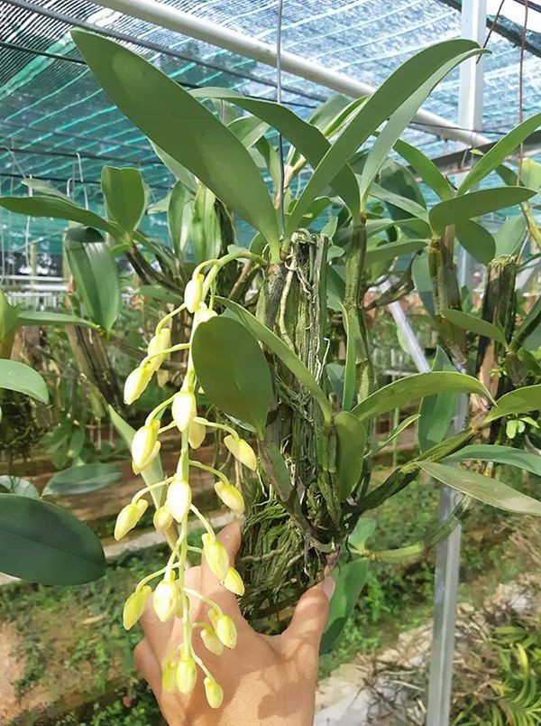 Lan Kiều Mỡ Gà trồng trong chậu đất nung
