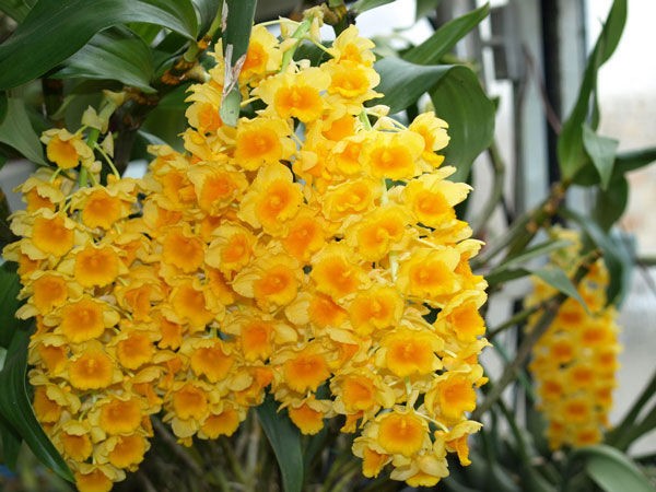 Rễ lan Kiều Mỡ Gà phát triển tốt trong giá thể