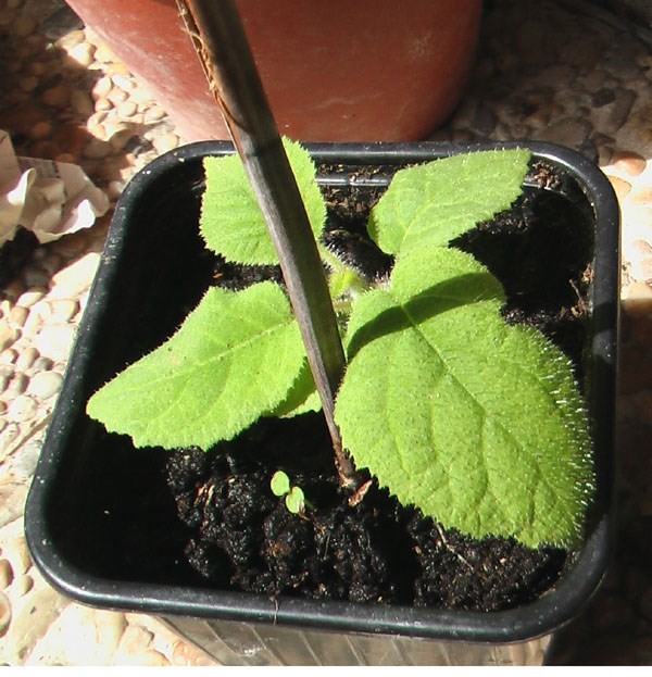 Tưới nước cho cây kiwi lùn vàng